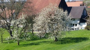 Zu Hause im Frühling   